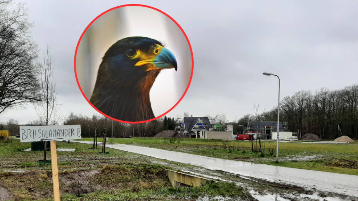 20231227 Buizerd Leuriks Oost Enschede bouwplan nieuwbouw Wilco Louwes