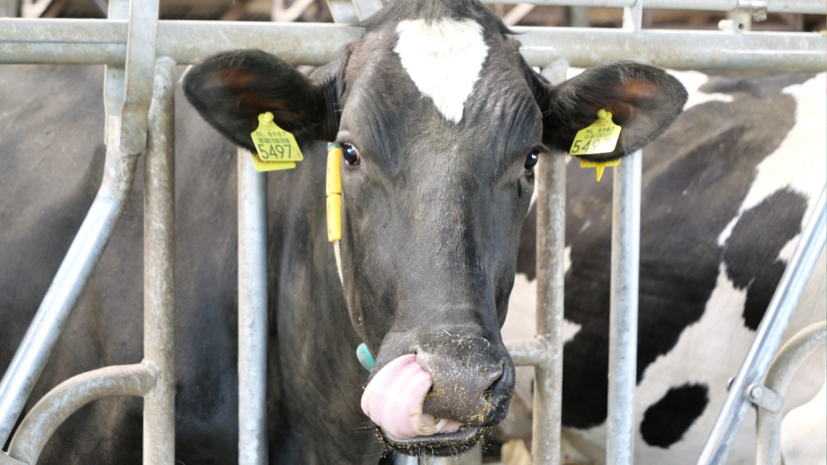 20260511 melkveehouderij vreman almelo 2
