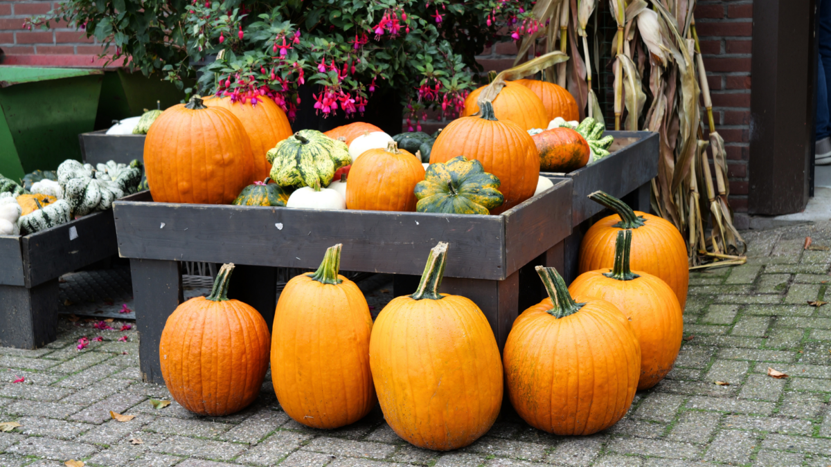 20260821 gerbens pompoenschuur 1