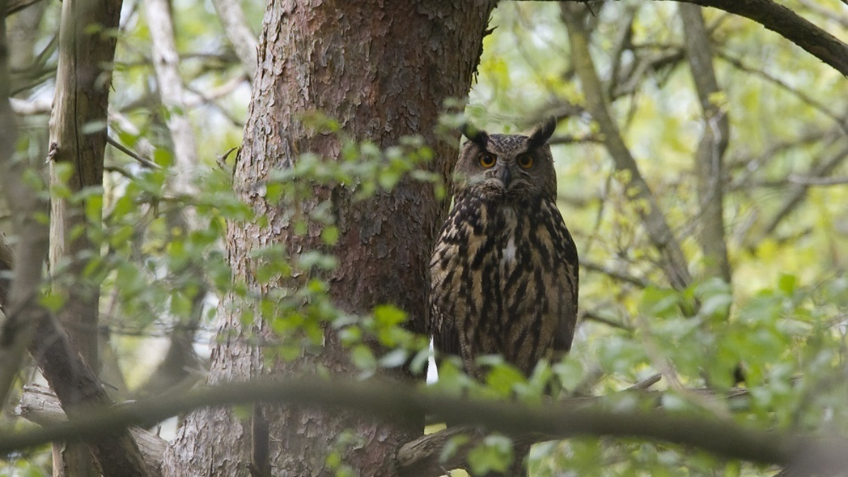 452368 Oehoe Jacob van der Weele