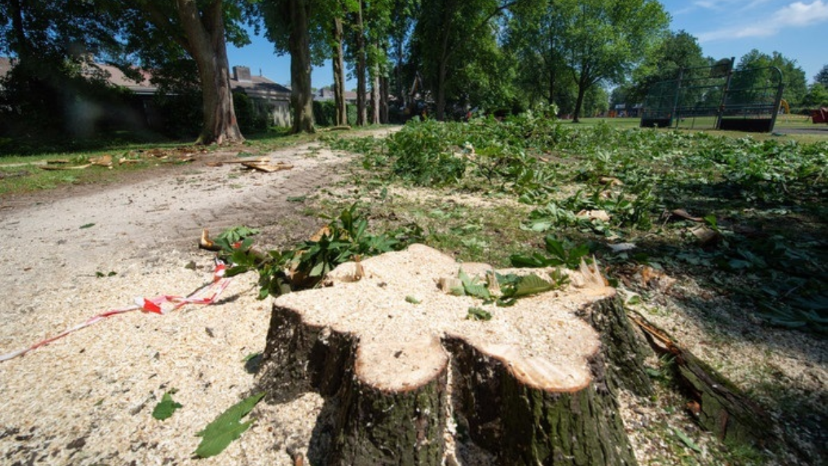 420323 bomen