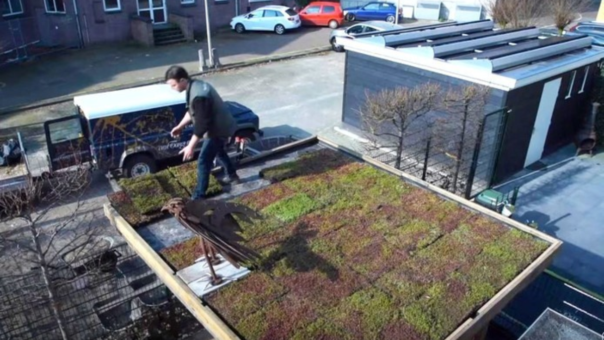 409704 Still video vetplantjes