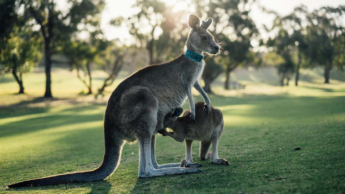407083 australia 1180394 1280