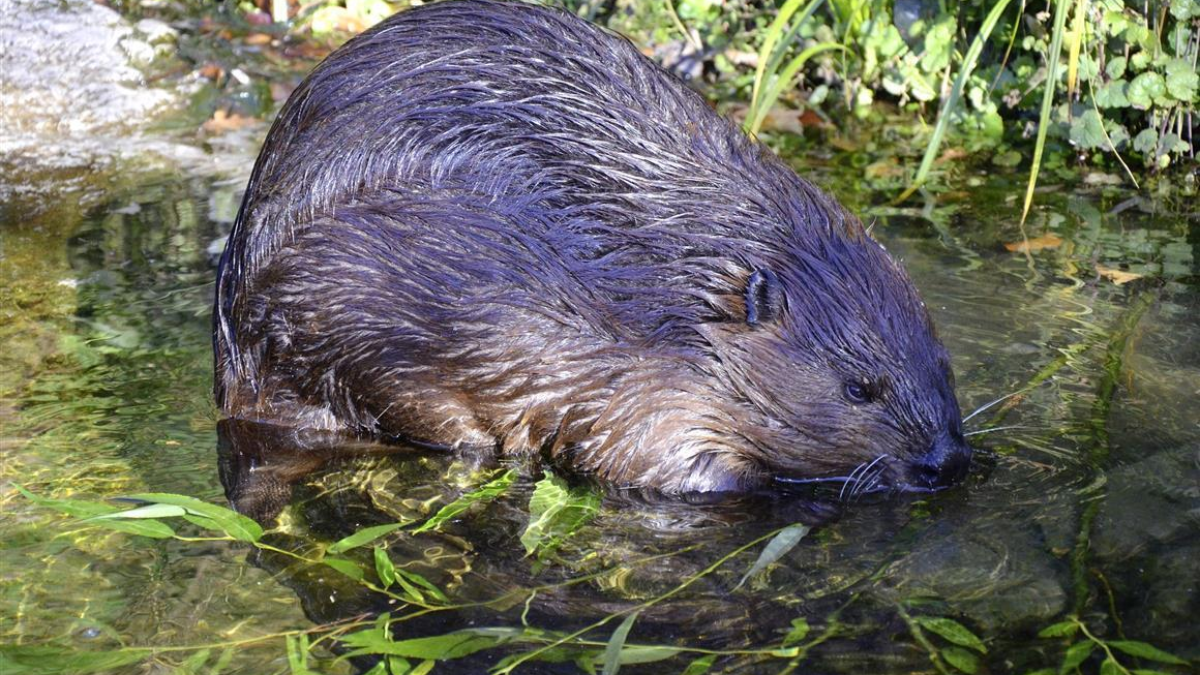 400204 beaver 1352439 1920