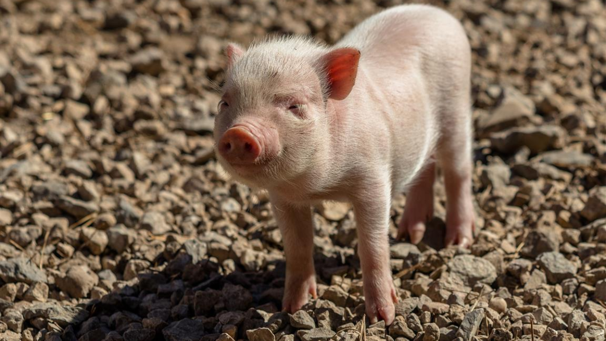 373460 piglet 3673403 1920
