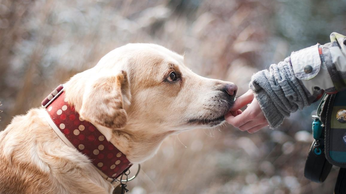 361364 dog 1861839 1920