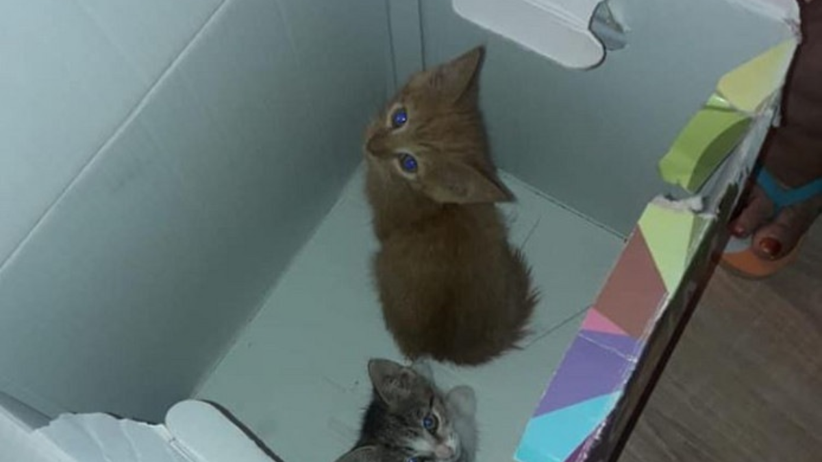 360531 kittens