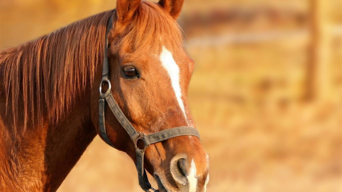 355463 paard 2
