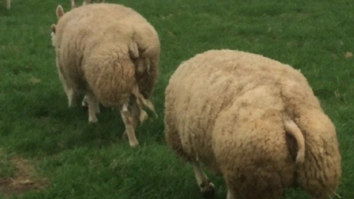 340692 schapen 1