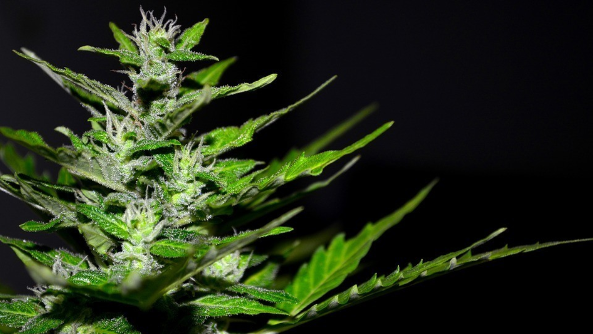 326191 cannabis 2761102 960 720