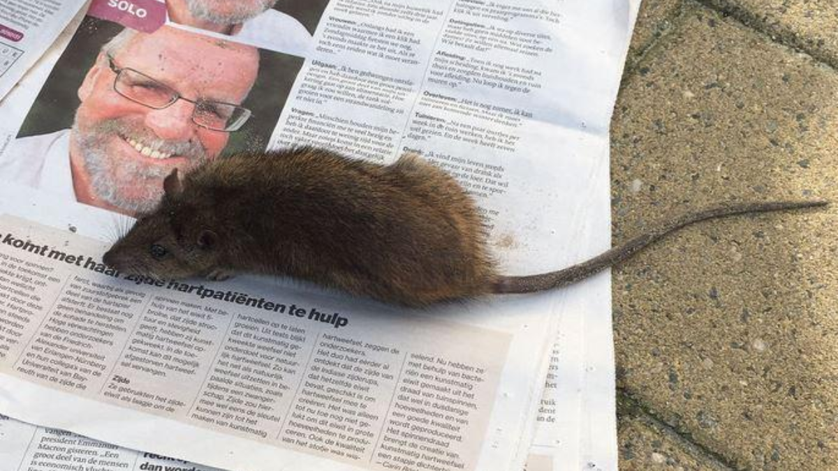 322932 Rat 1