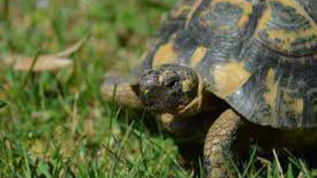312226 schildpad 1