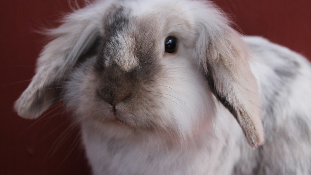 309721 231135 bun 732255 960 720