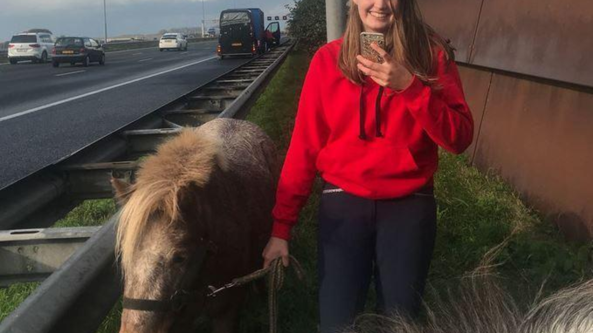 303870 ponyvangst