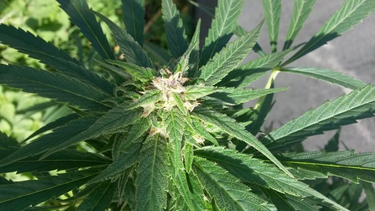 303104 flower 654075 960 720