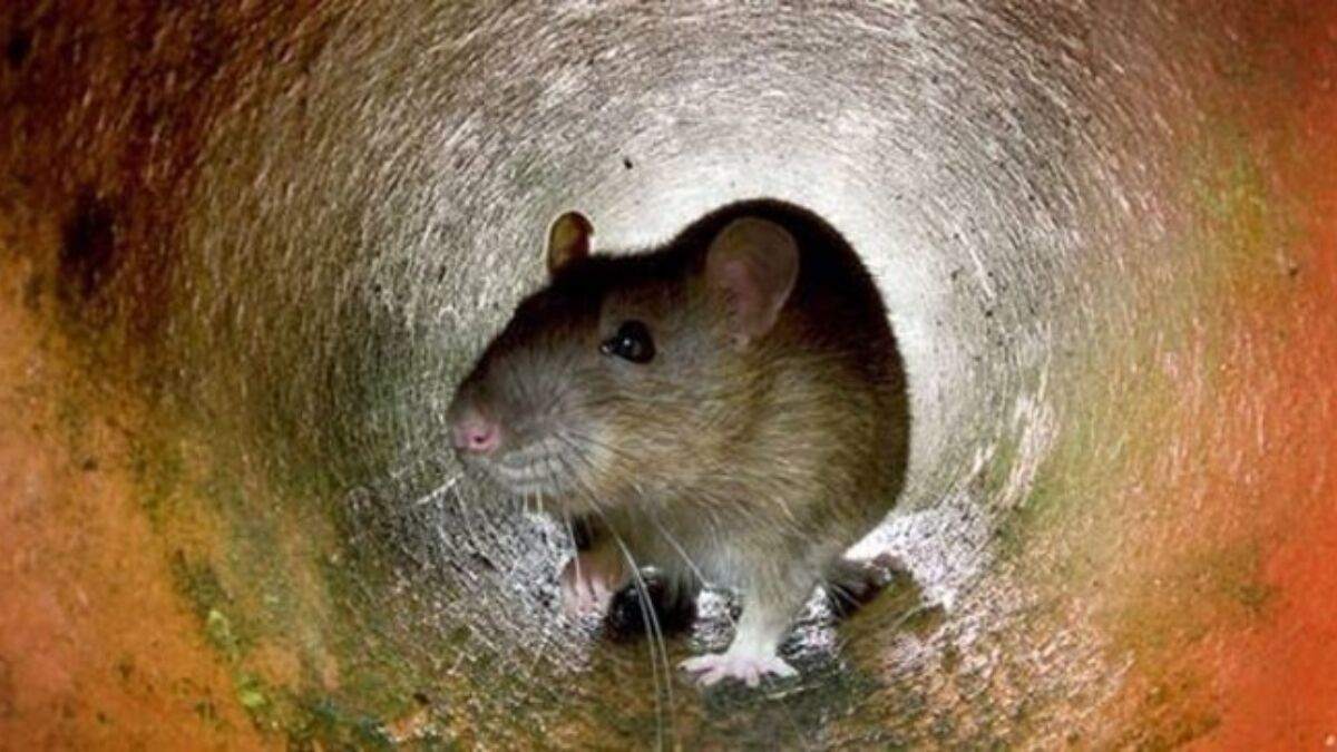 301336 bruine rat