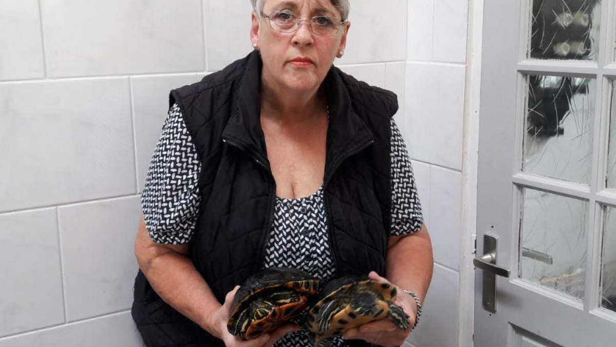 291786 schildpad 1