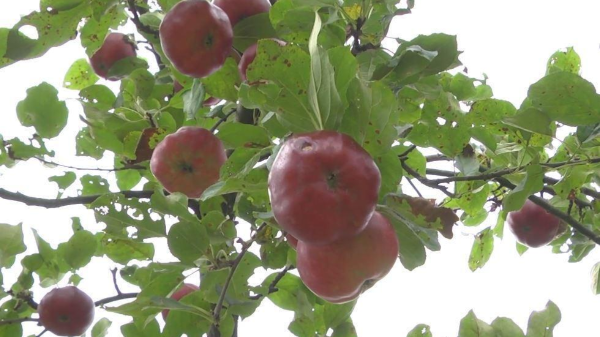 291403 appeltjes