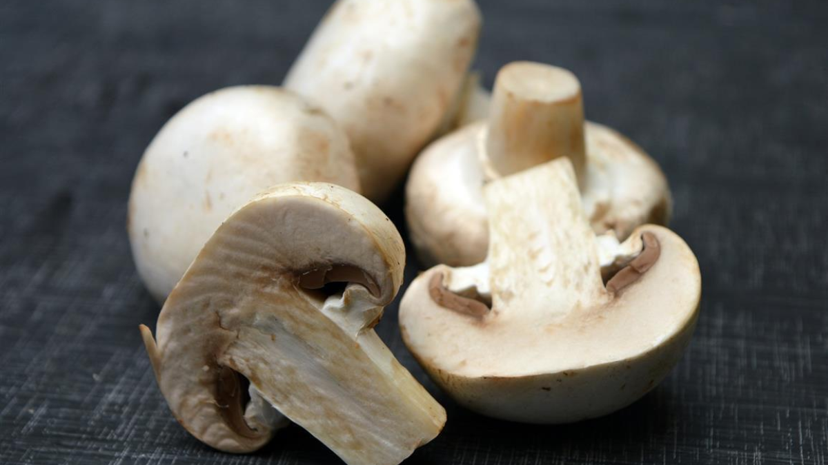 279237 fungi 2044114 1920