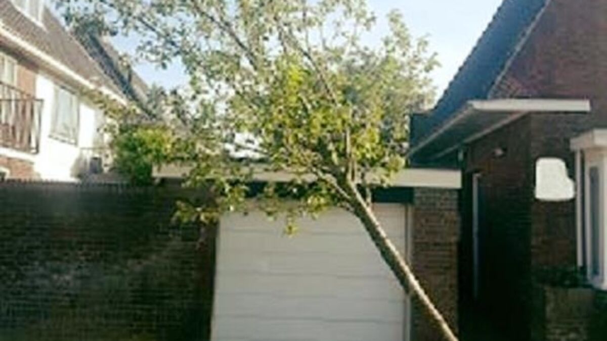 275013 boompje