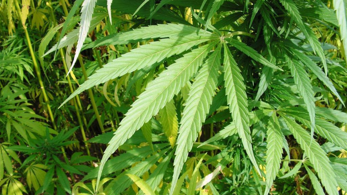273226 hemp 2156643 1920