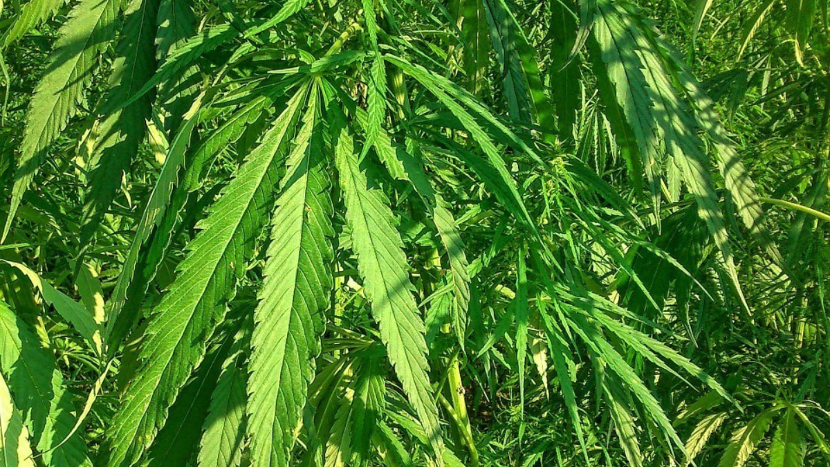 271350 industrial hemp 973459 960 720
