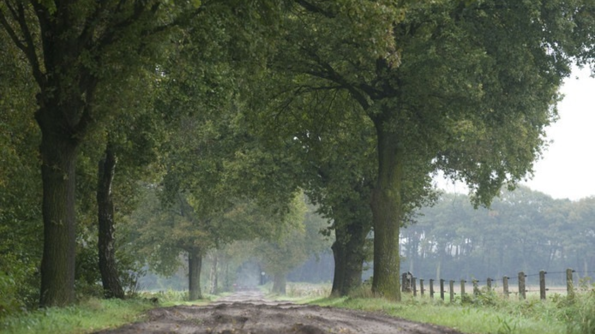 259500 rutbeek 2