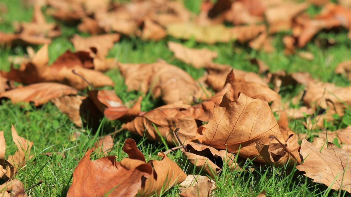 257133 autumn 473059 1920 1