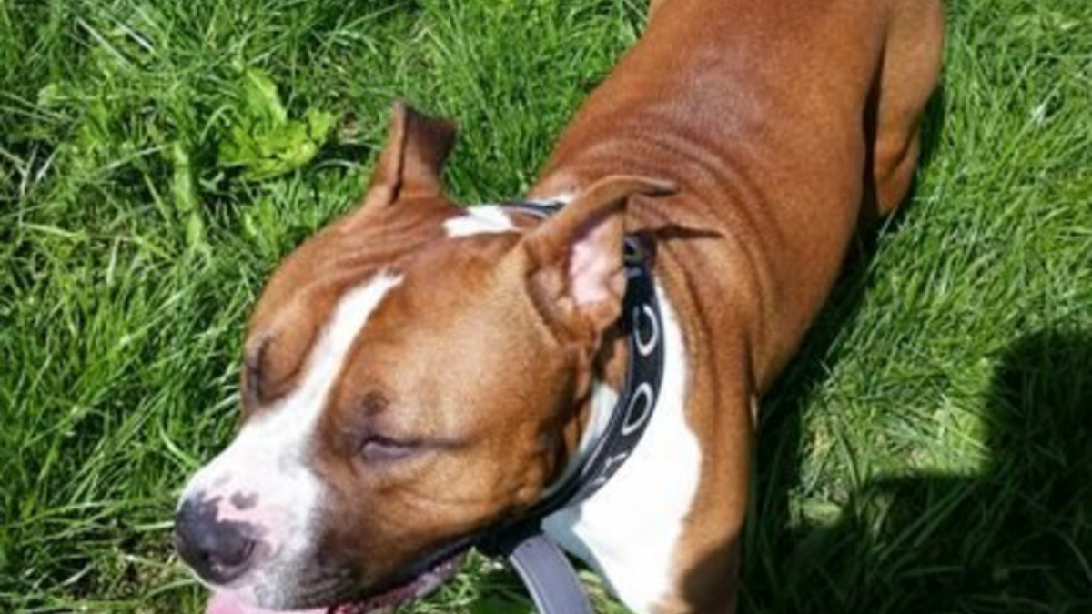 255482 hond nio