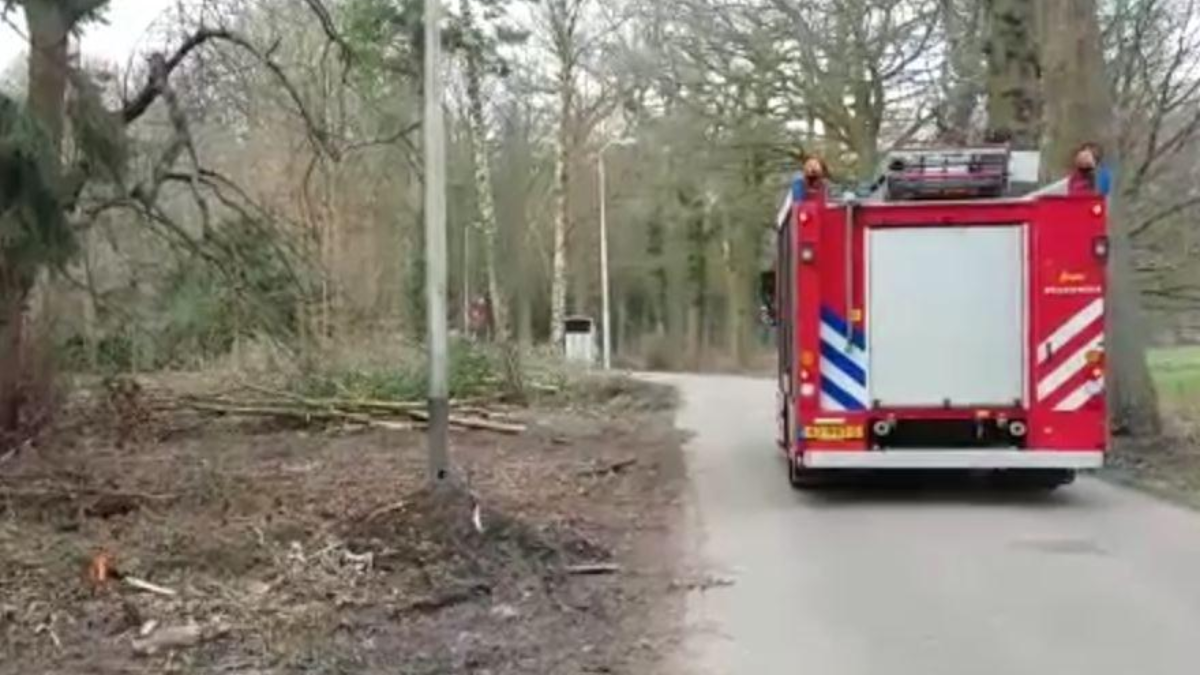 255338 paard op hol
