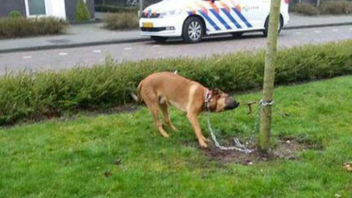 253855 hond 1
