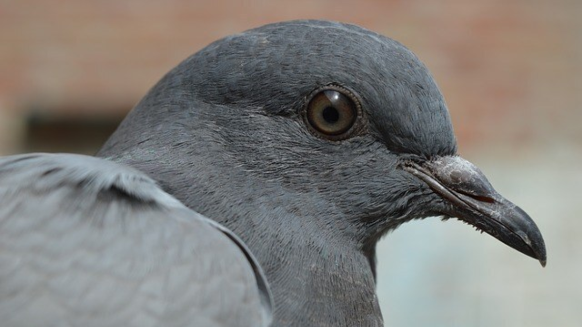 252902 pigeon 380221 640