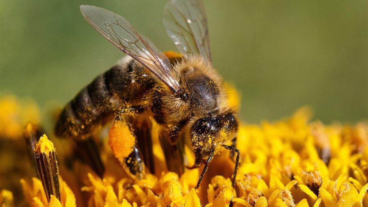 244825 bee 1521282 1920