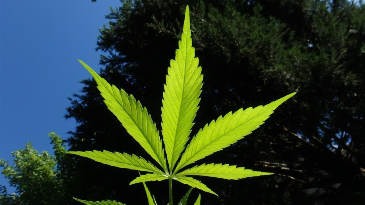 244776 cannabis 1382955 1920