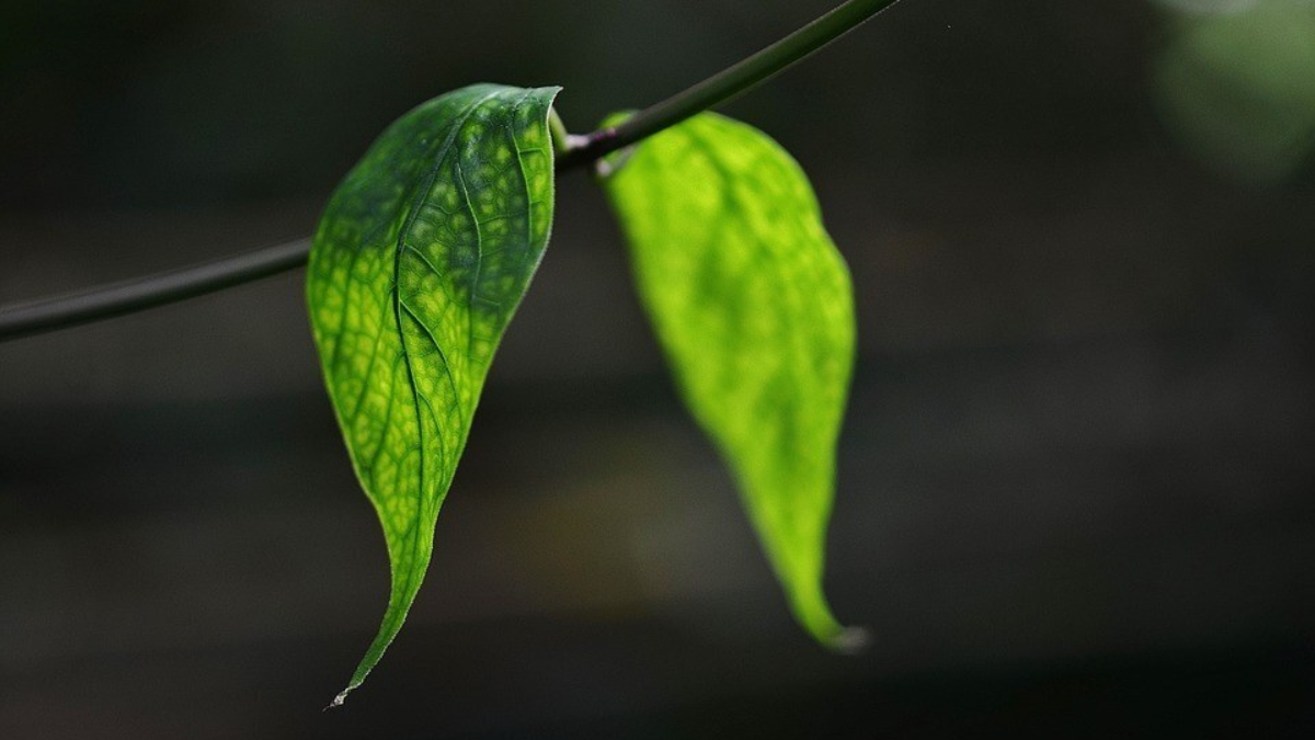 244233 leaf 318667 960 720