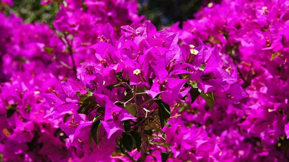 242216 bougainvillea 384974 960 720
