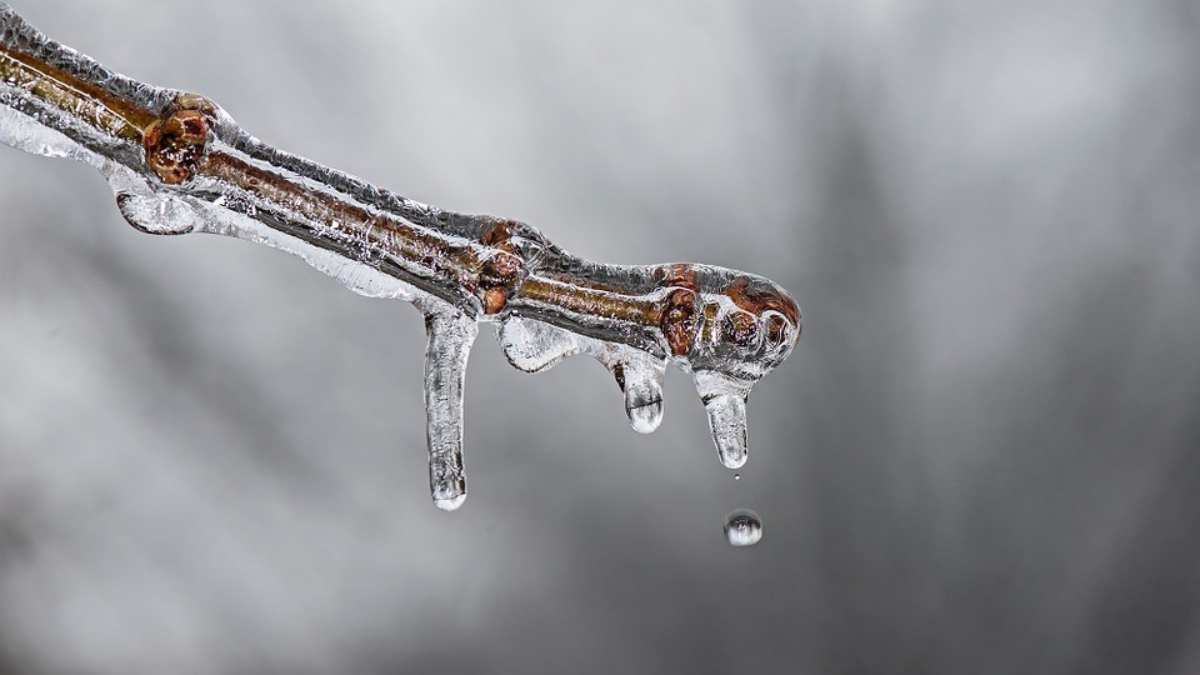 240066 Winter