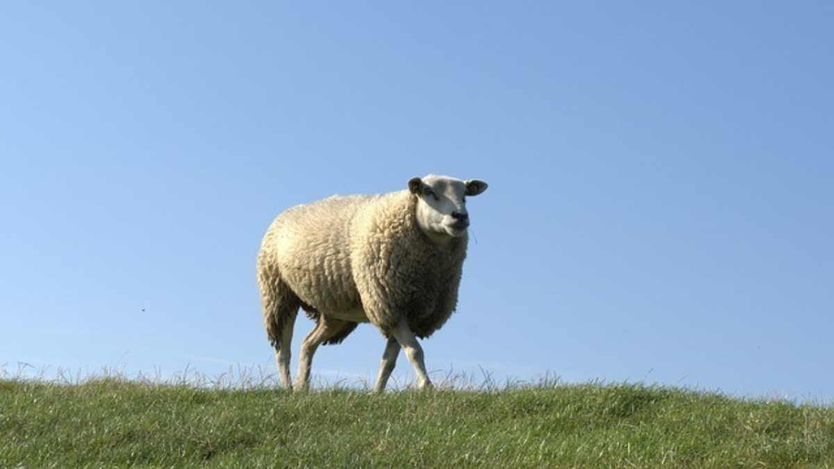 236471 sheep 1776061 640