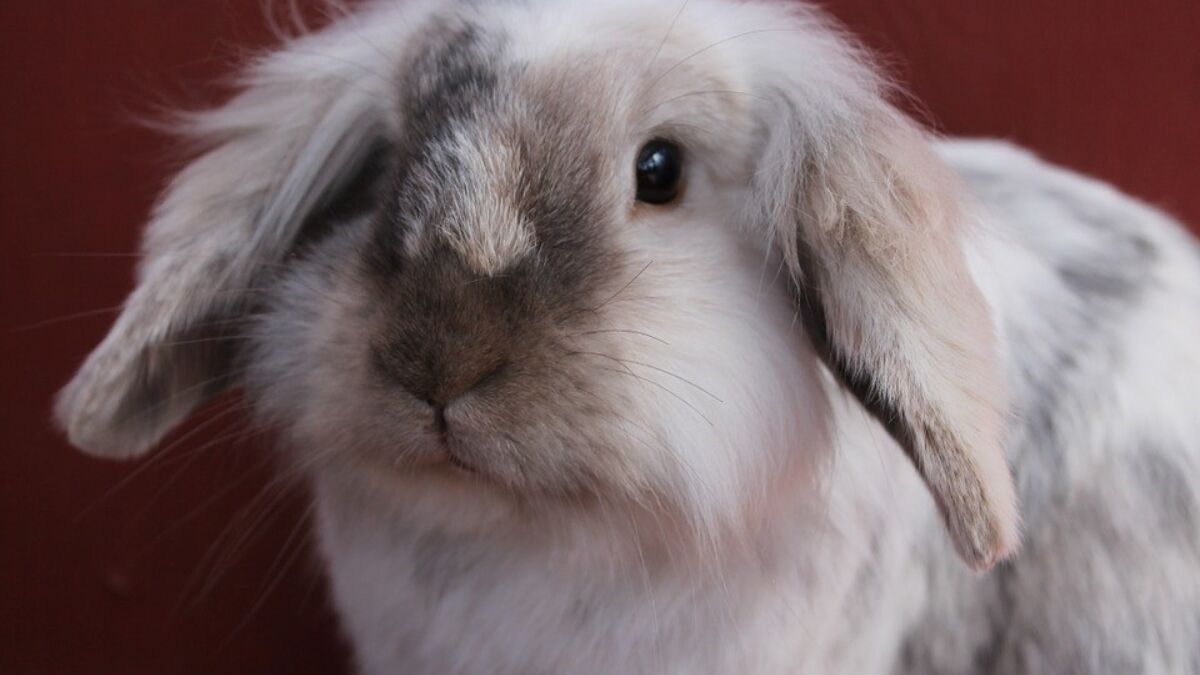 231135 bun 732255 960 720