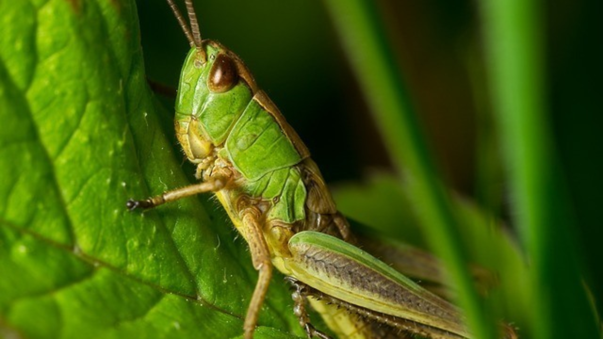 227190 grasshopper 358181 640