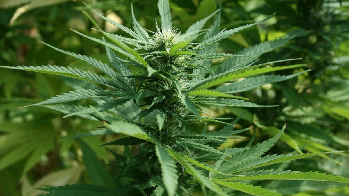 226167 marijuana