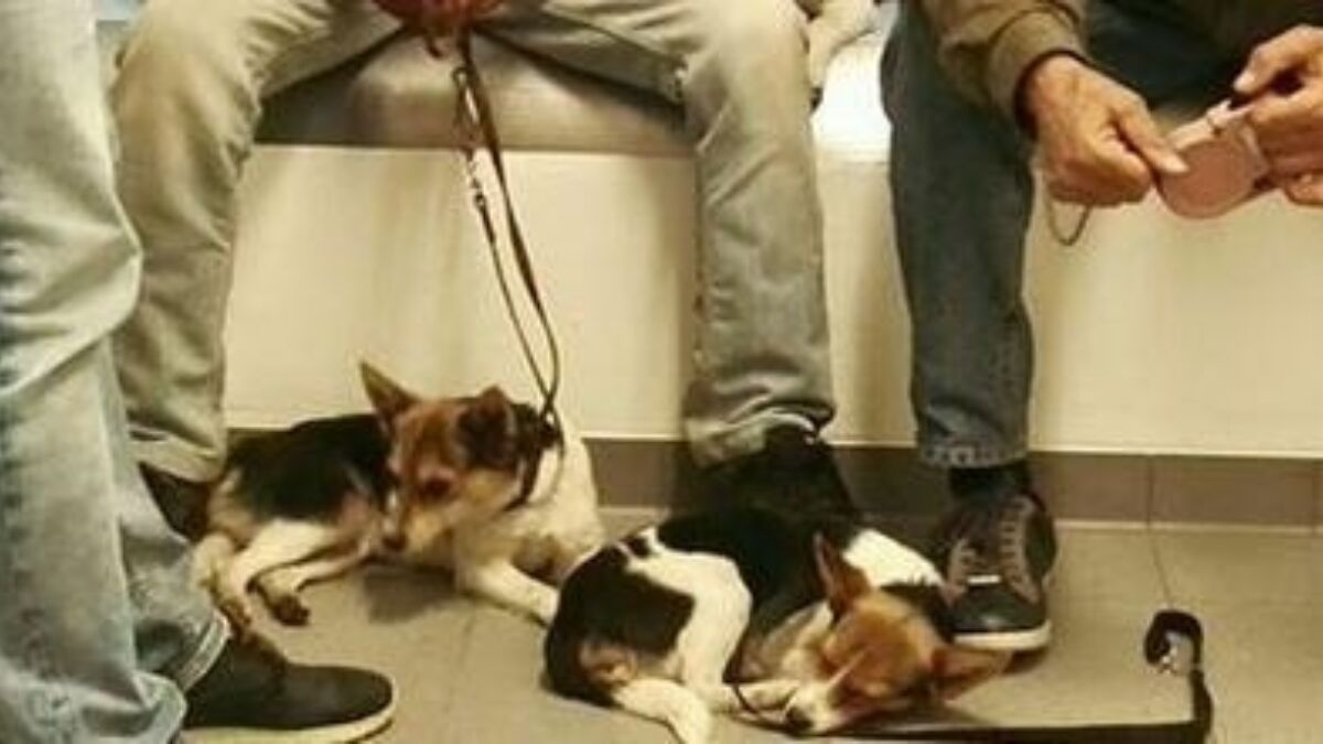 221827 puppies