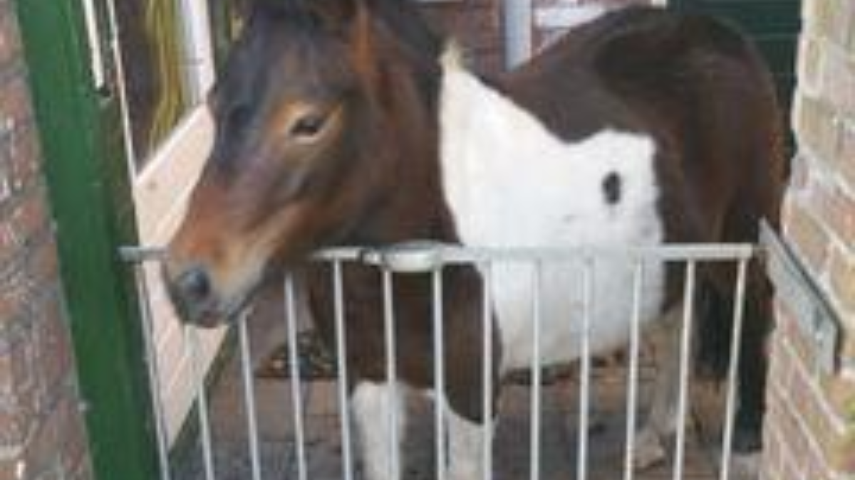 221416 pony