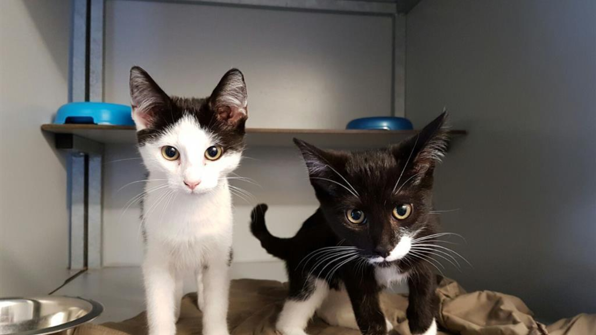 214374 kittensdiekman