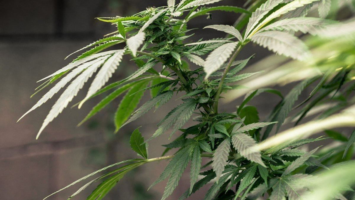 213274 cannabis 1062902 960 720