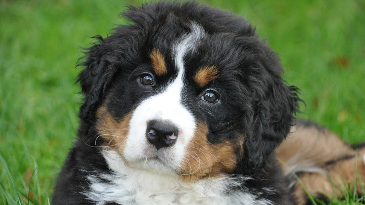 212741 bernese mountain dog 1177076 960 720
