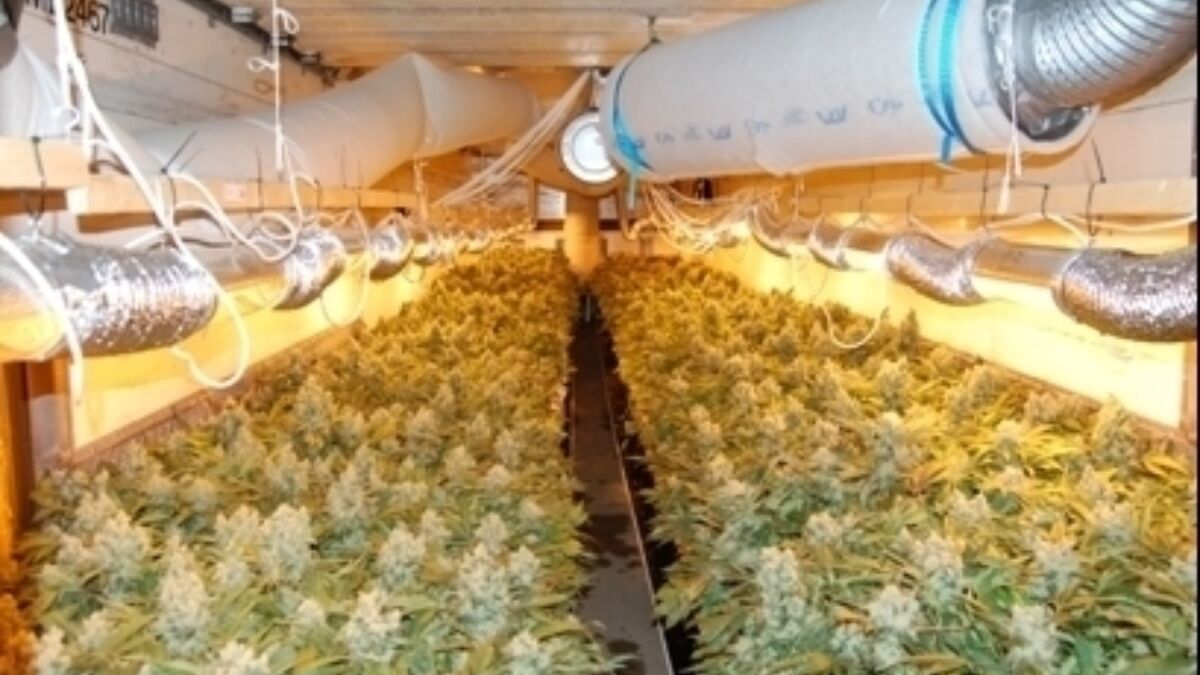 212070 Hennepkwekerij in volle bloei