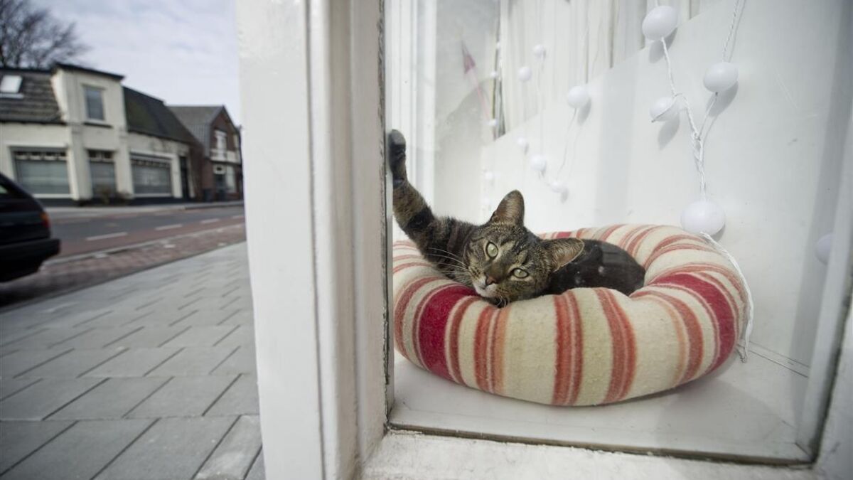 206275 206181 589955