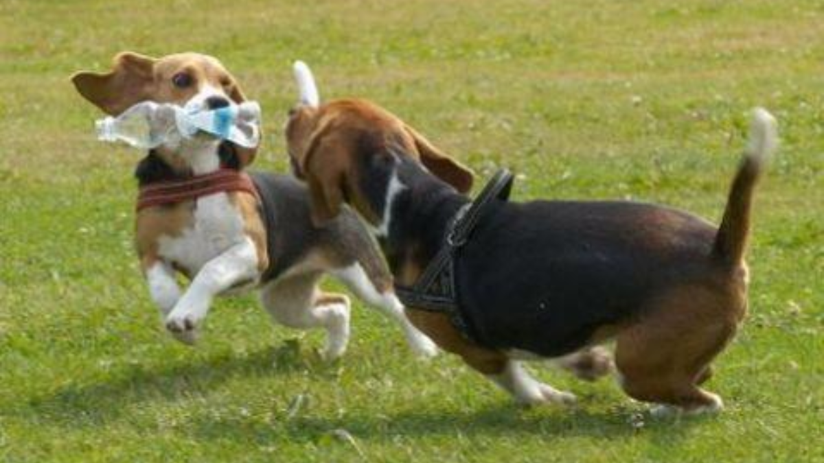 205440 honden 1