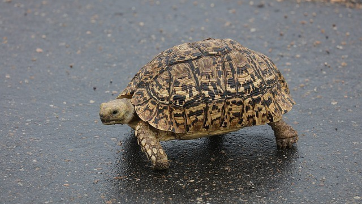203767 schildpad